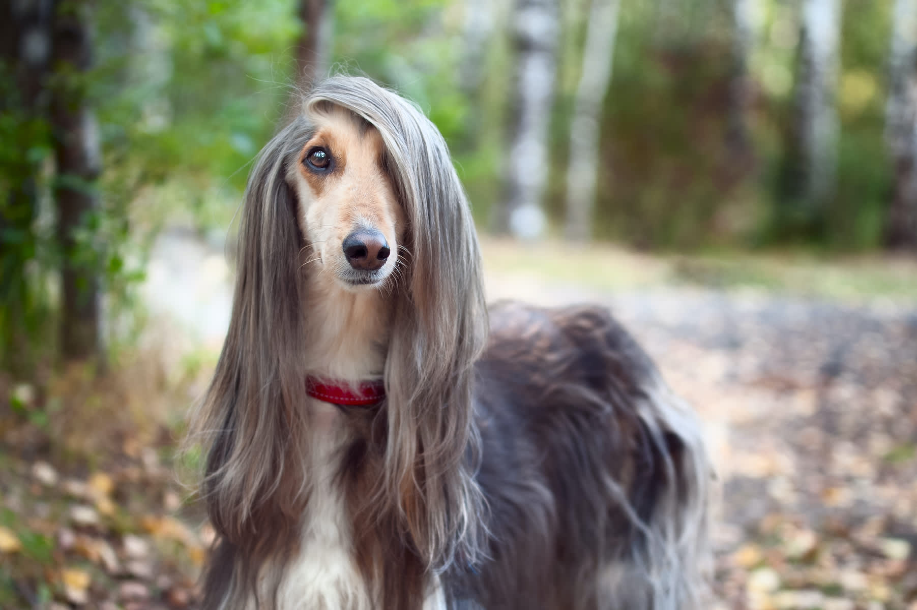 Canva - Smart dog Afghan hound with ideal data stands in the autumn forest and looks into the camera. A long bang closes her one eye. Picturesque portrait of a dog.