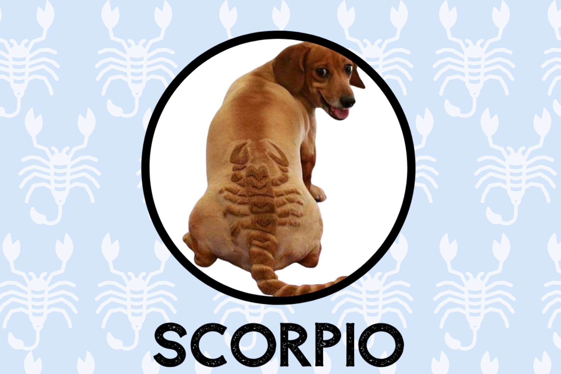 Scorpio Dog Personality: What Being A Scorpio Says About Your Dog