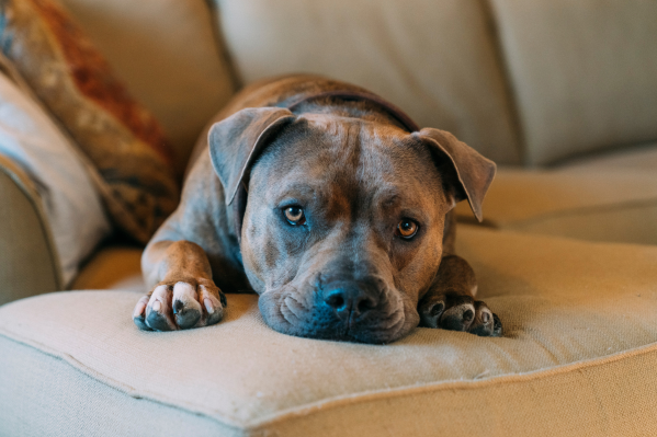 7 Reasons Why You Should Adopt A Pit Bull