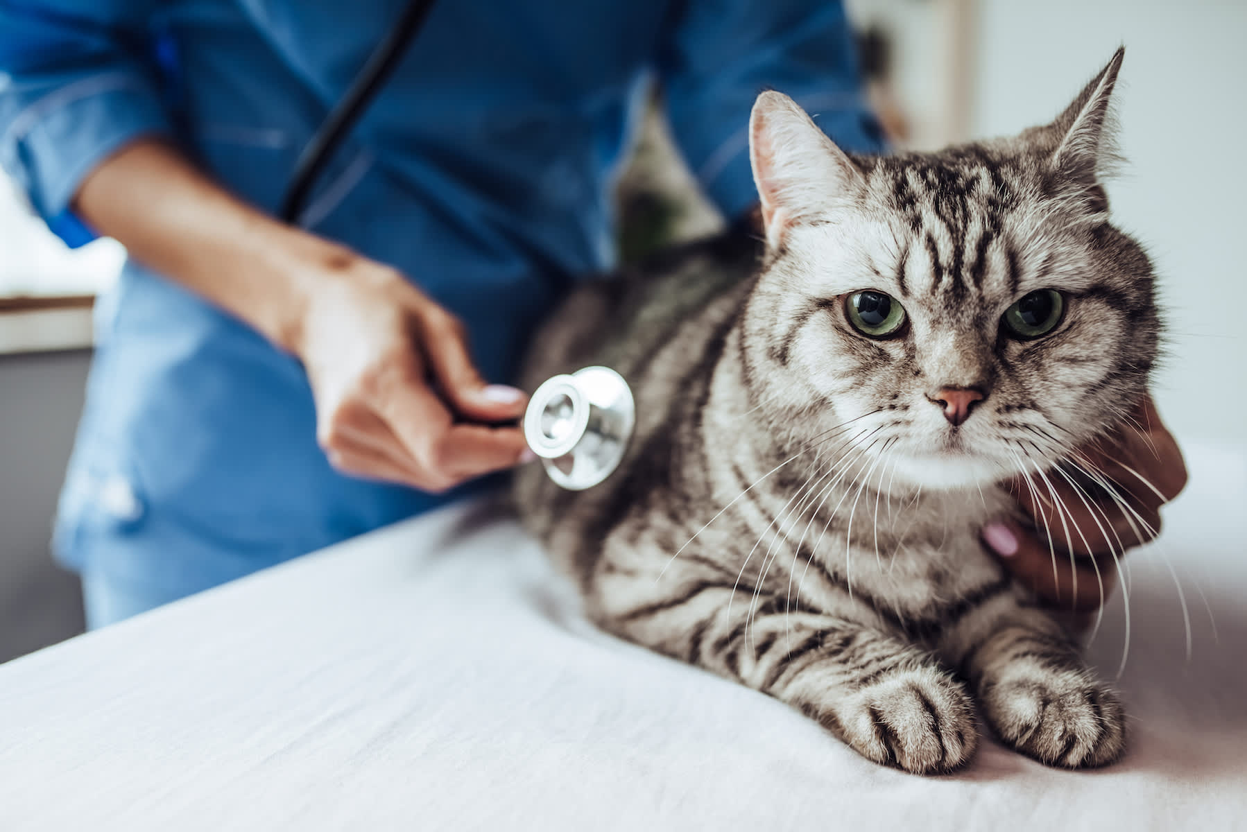 Does My Cat Have Asthma? How To Make Sure Your Feline Friend Can Breathe