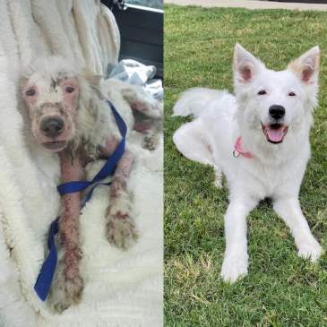 Before-and-after-dog-1