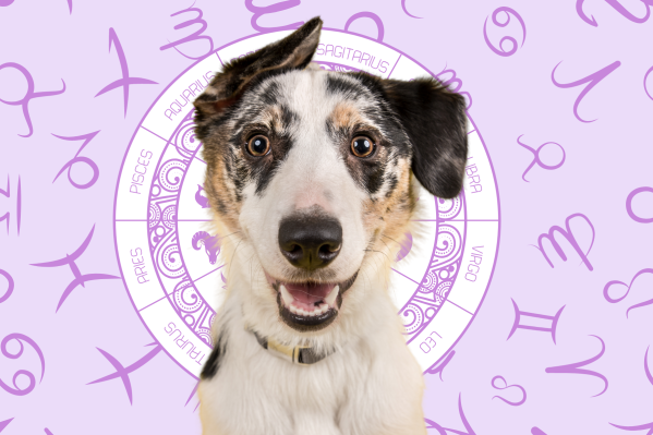 Your Dog's Weekly Horoscope 2020: March 30-April 5