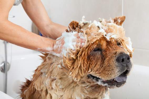 Dog Bathing 101: Everything To Know About Keeping Your Dog Clean