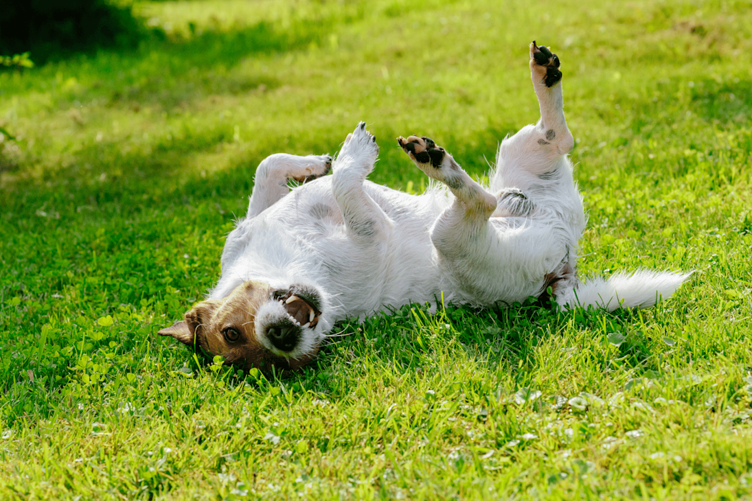 Dog Dandruff Why Your Dog Has Dry Skin & How To Treat It