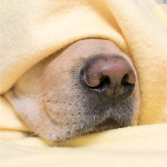 dog snout poking out of blankets