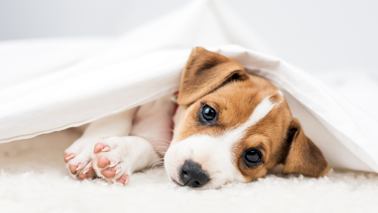 What to do the first night with a new cheap puppy