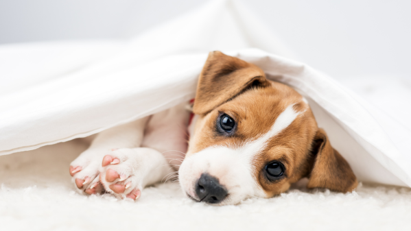 How To Prepare For Your First Night With A New Puppy