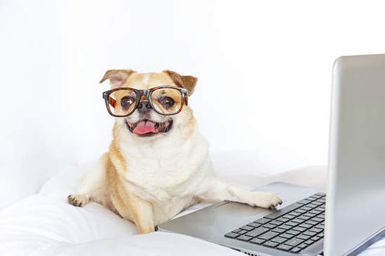 Canva - Dog work with laptop.