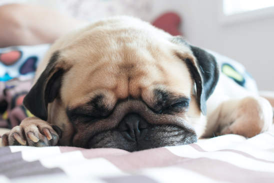 Canva - Cute pug puppy dog sleeping on the bed