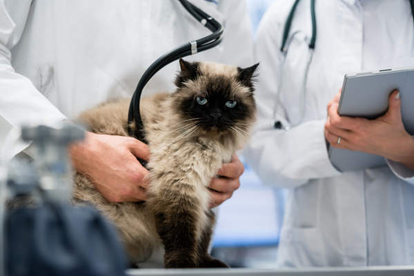  Can Cats Get Coronavirus? Everything You Need To Know About Cats & COVID-19