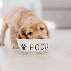 How To Transition Your Puppy To New Food