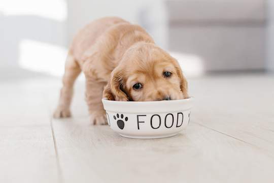 How To Transition Your Puppy To New Food