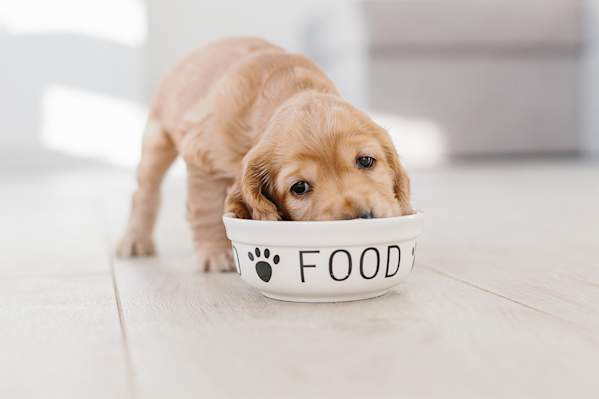 How To Transition Your Puppy To New Food