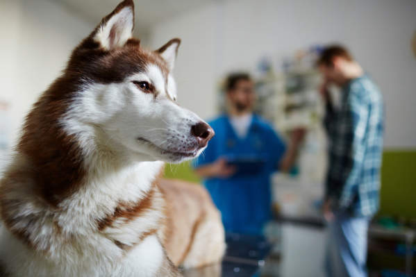 What To Do When Your Pet Gets Sick With Something You Can't Cure