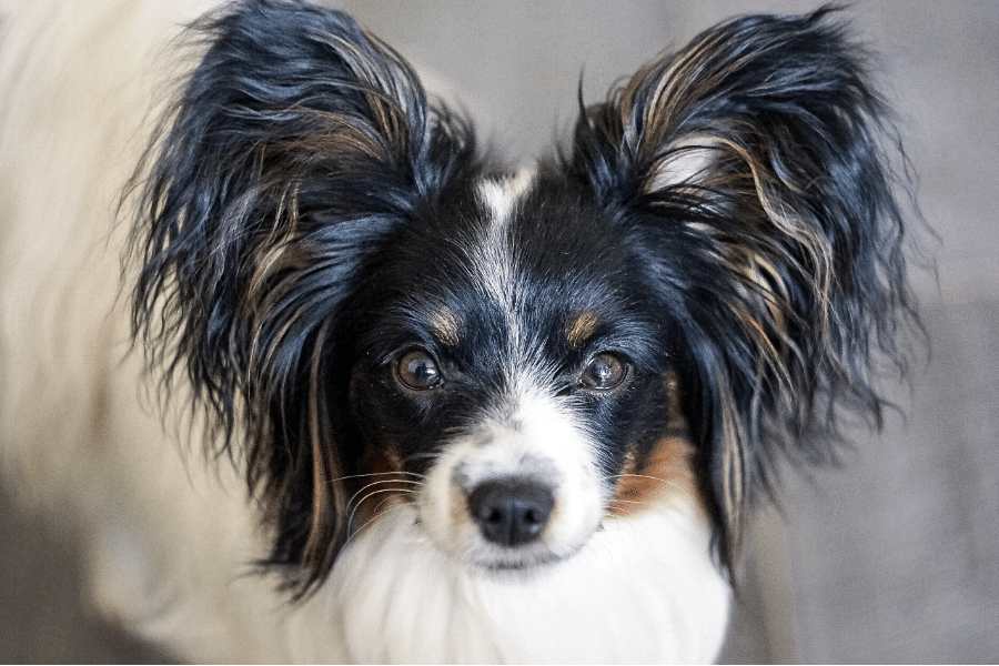 smartest dog breeds - papillon - pawp