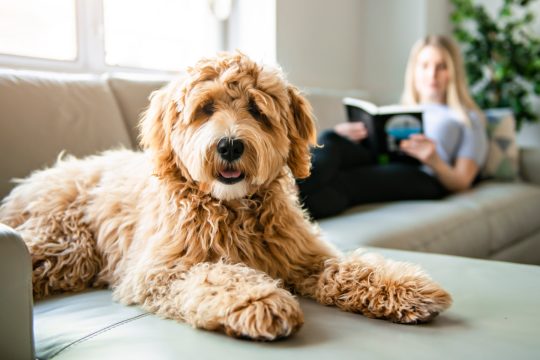 Why Professional Grooming Is Important For Doodles & Curly-Coated Breeds