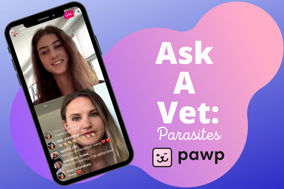 Ask Pets We Asked A Vet About All Things Parasites: Fleas, Ticks, Heartworm & More
