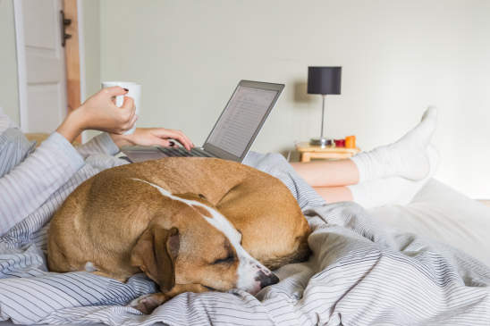 Canva - Dog in bed with human