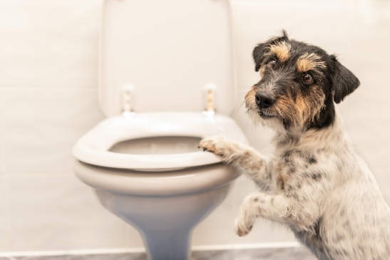 Canva - Dog on the toilet - Jack Russell Terrier