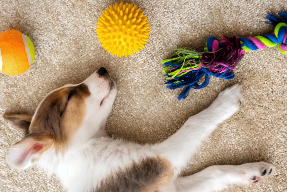 Dog Ate Plastic? What To Do & When To Worry