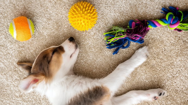 Dog Ate Plastic? What To Do & When To Worry