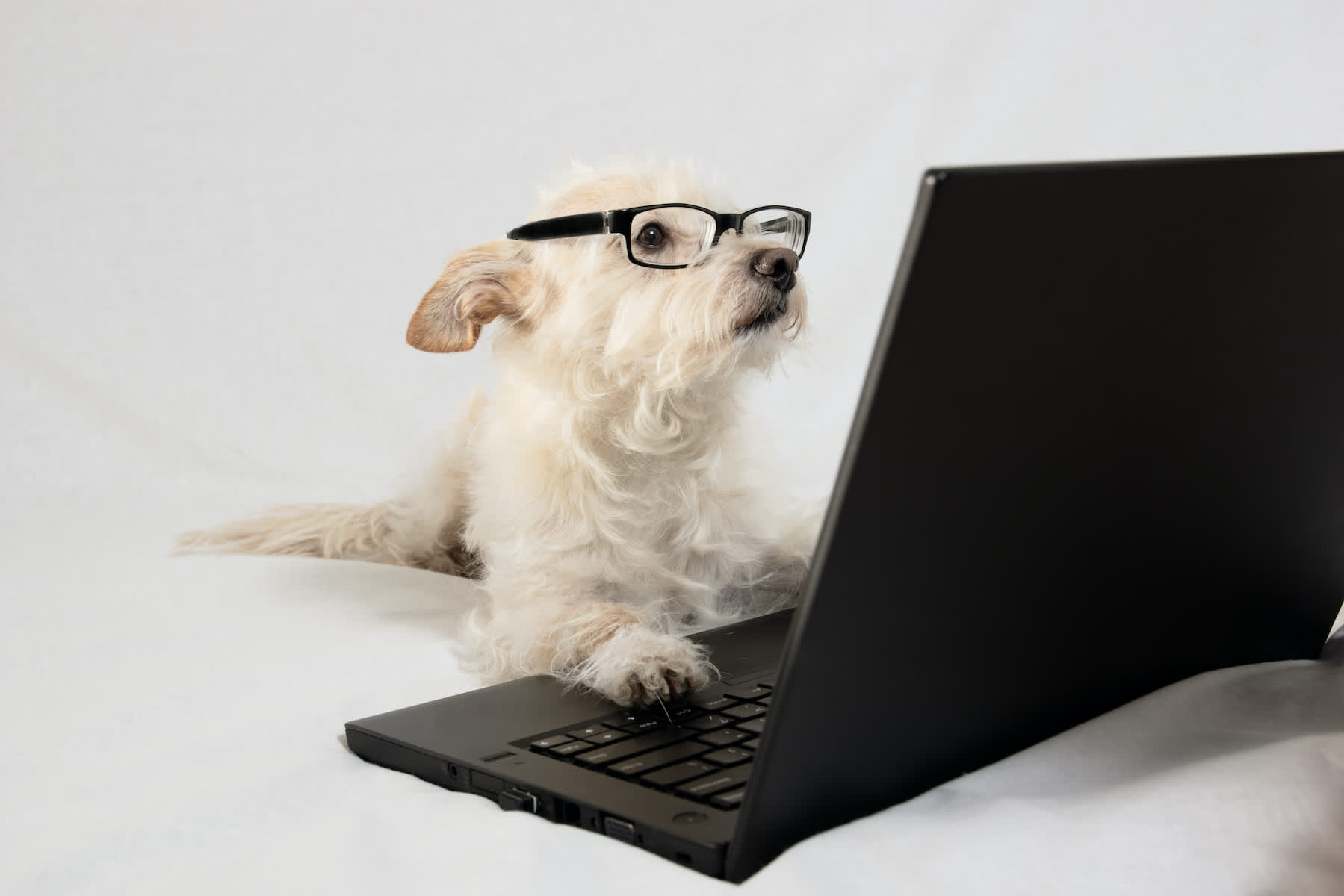 Canva - Terrier wearing glasses and working at laptop