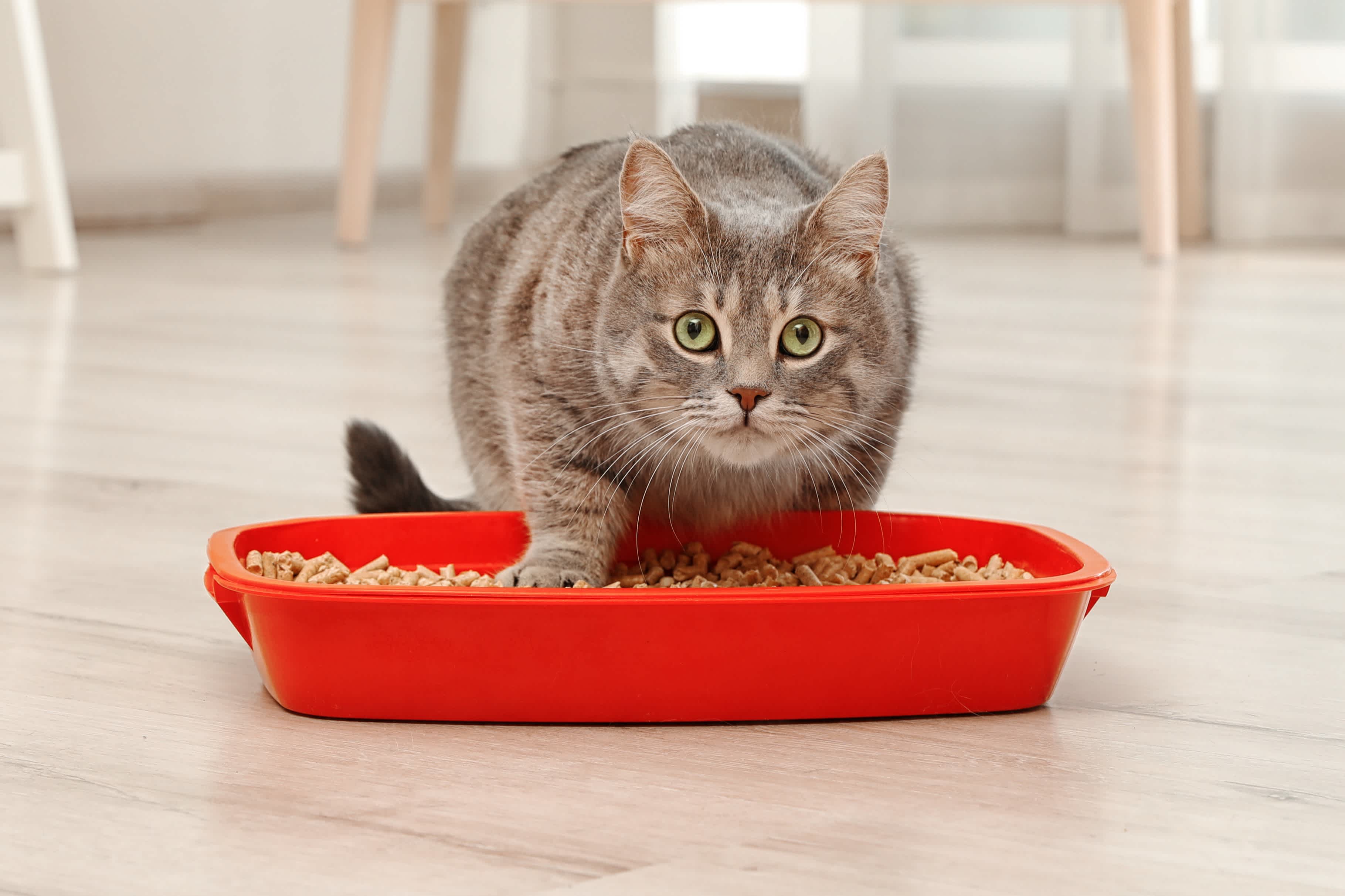 Best Cat Litter 2020 We Tested Different Cat Litters So You Don't Have To