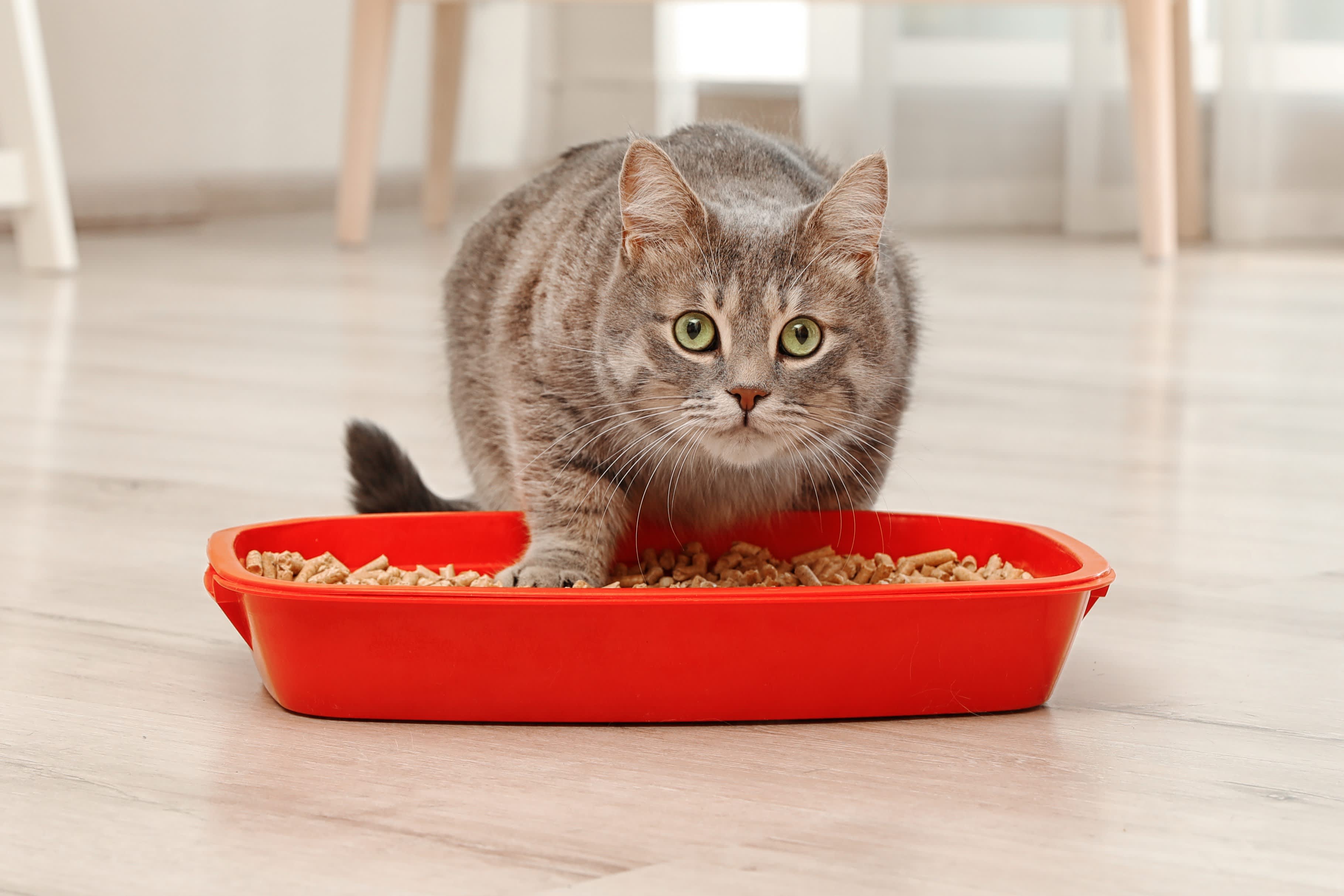 How to maintain your kitten's litter box