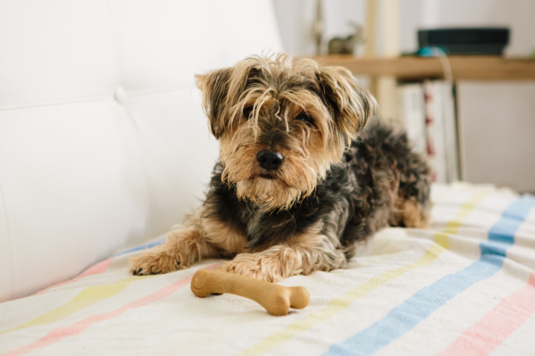 Which Dog Bones Are Safest? The Pros & Cons Of The Most Popular Bones