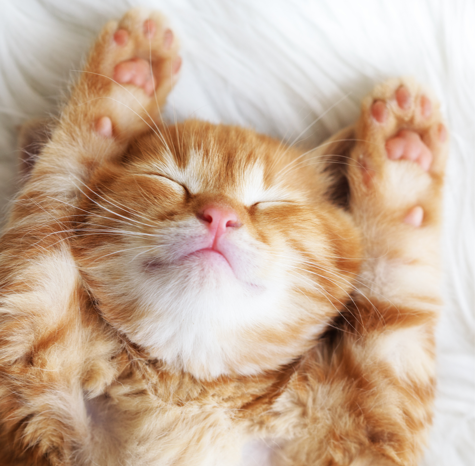 Ginger kitten