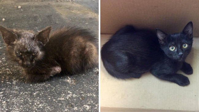 before and after adoption - cat 3