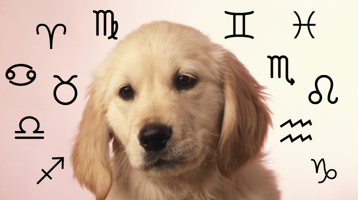 Your Dog's Weekly Horoscope 2019: December 16-22