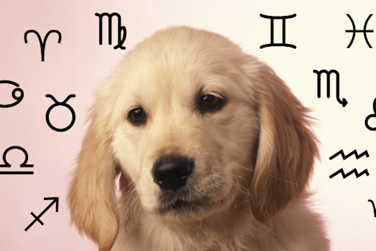 Your Dog's Weekly Horoscope 2019: December 16-22