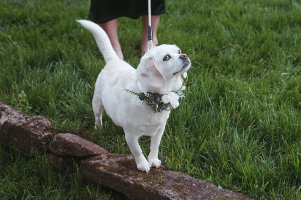 How To Incorporate Your Dog Into Your Wedding