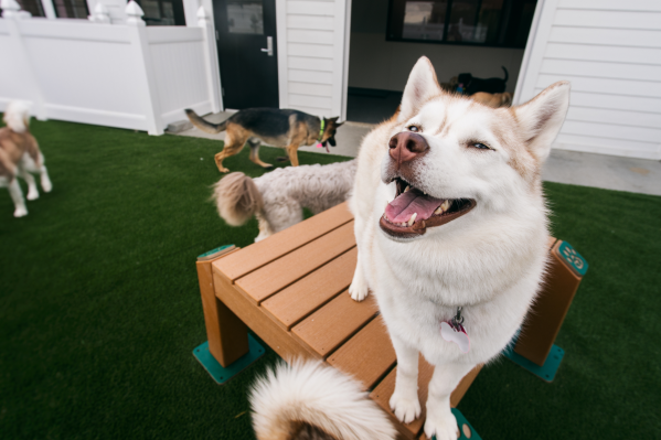 Nashville Dog Boarding: Where To Board Your Dog In Nashville, TN