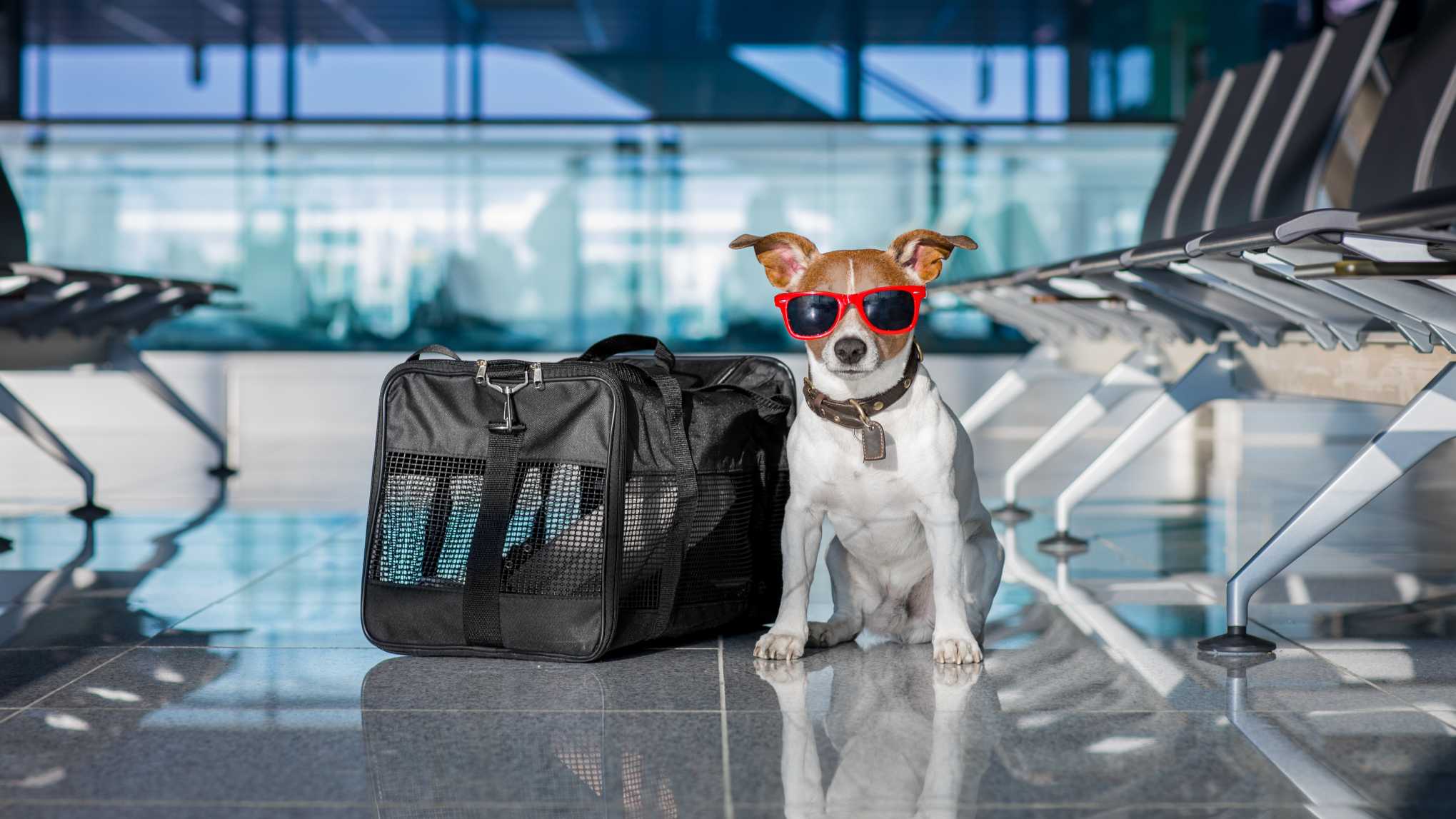 travel dog domestic flight