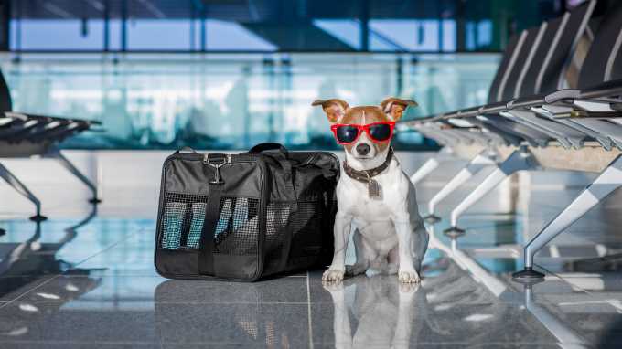 5-pet-friendly-airlines-for-flying-with-your-dog