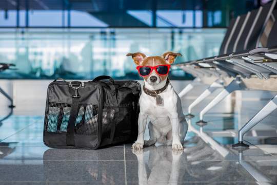 5 Pet-Friendly Airlines For Flying With Your Dog