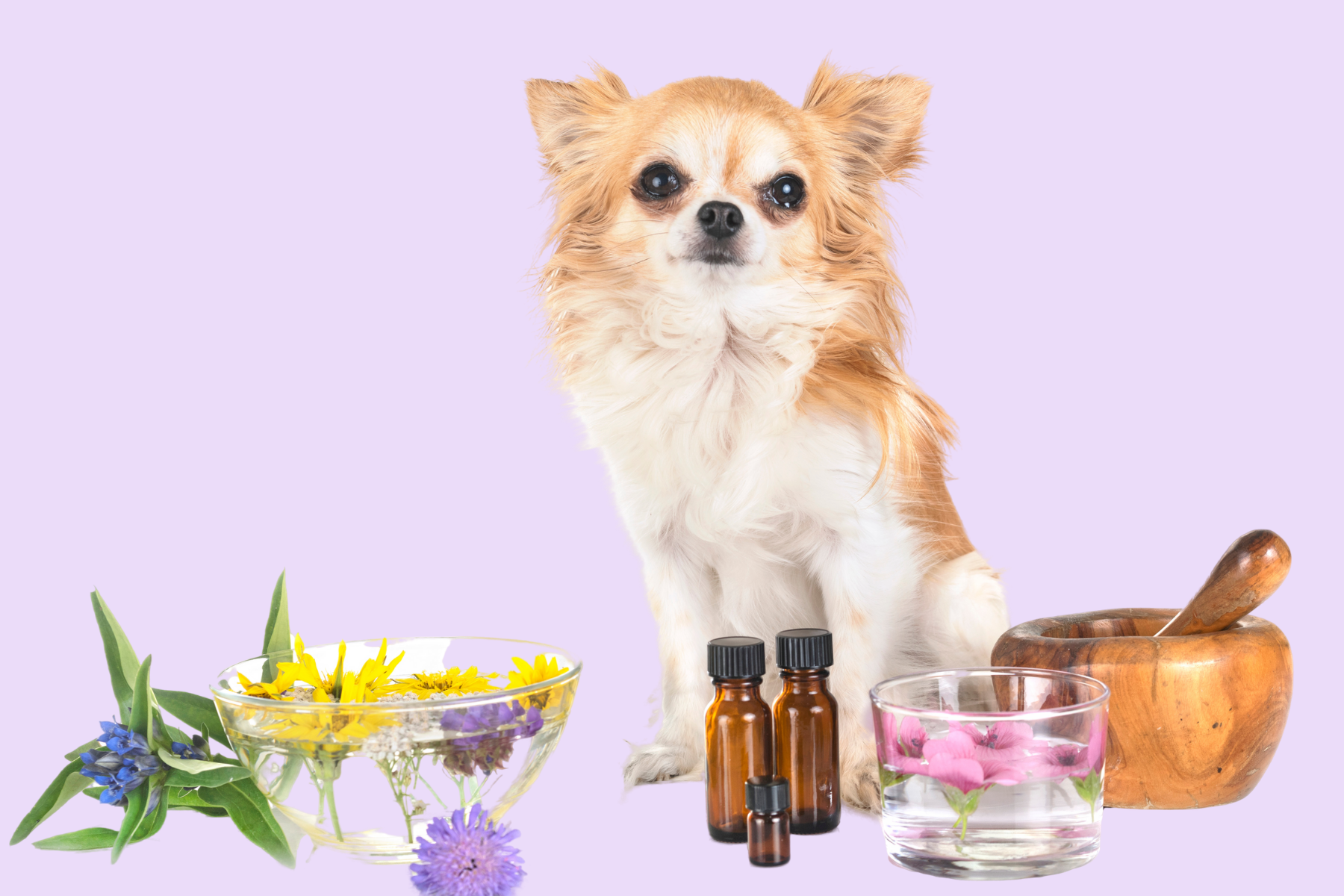 Do Essential Oils Work On Pets? Are They Safe?
