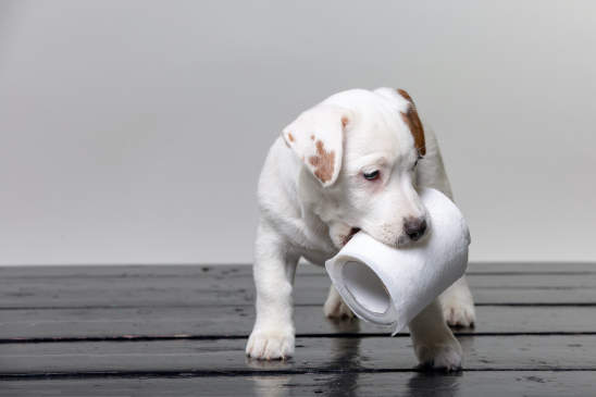 Canva - cute jack russel puppy playing with toilet paper