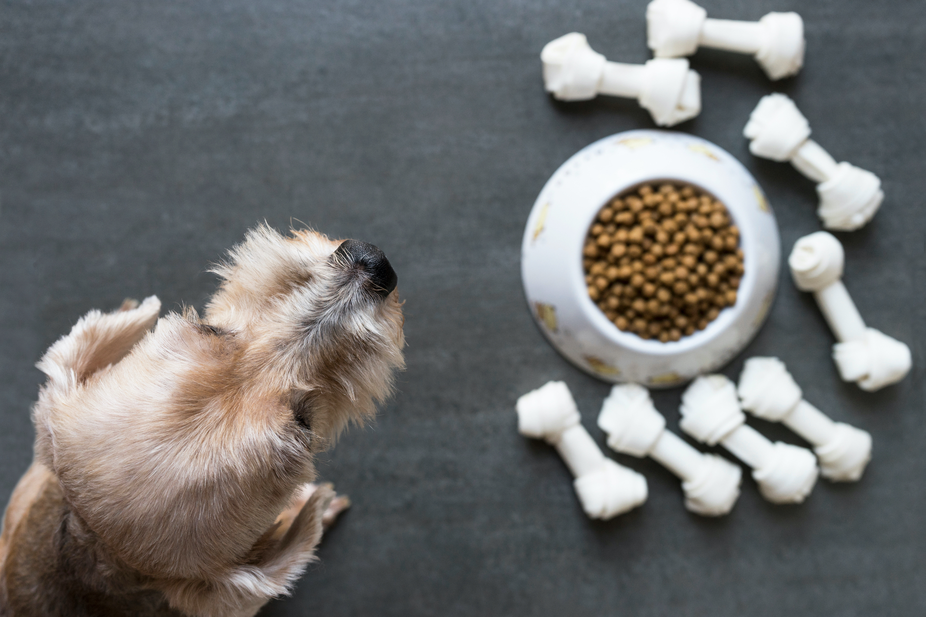 10 Best Dog Foods, Recommended By Vets & Pet Experts