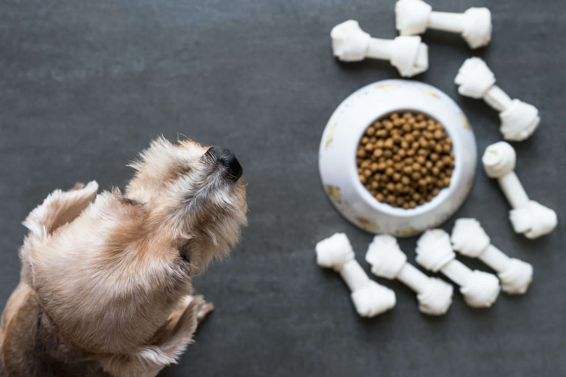 Is Your Dog Food Healthy Enough? How To Boost Your Dog's Nutrition