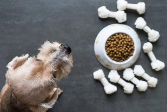 Is Your Dog Food Healthy Enough? How To Boost Your Dog's Nutrition