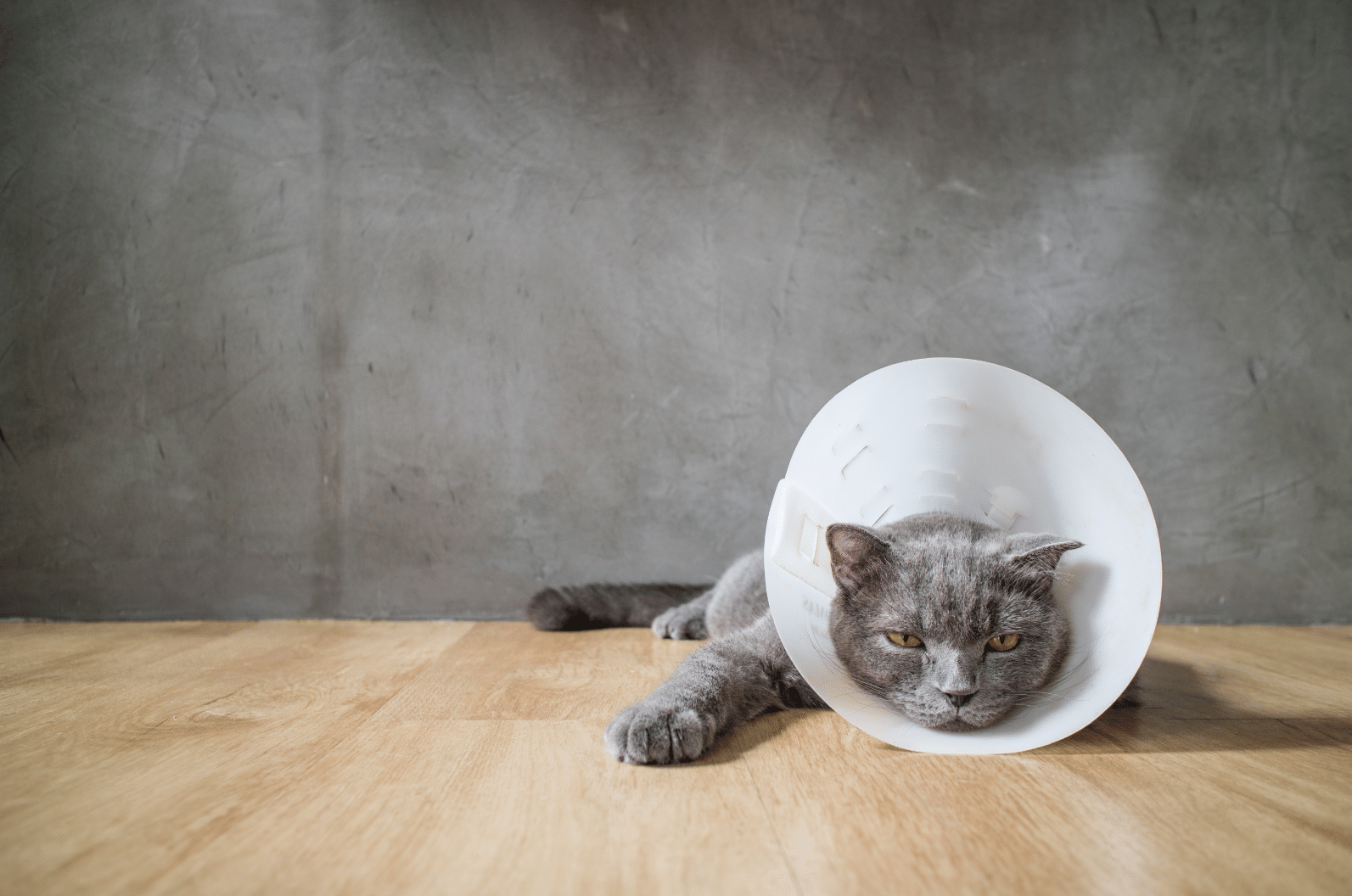 Cat Parasites: Diagnosing & Treating Common Parasites In Cats