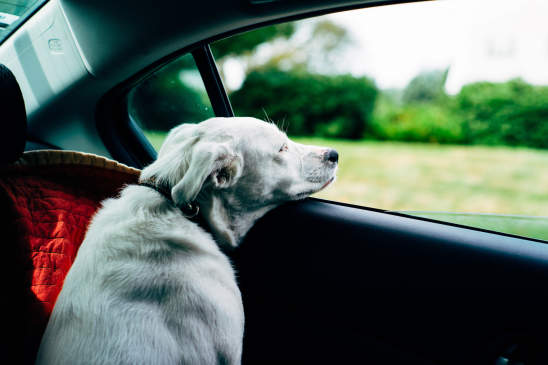 Canva - Dog in car