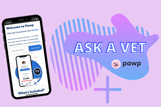Ask A Vet: Pawp Online Vets Discuss Pet Registration & Vaccinations