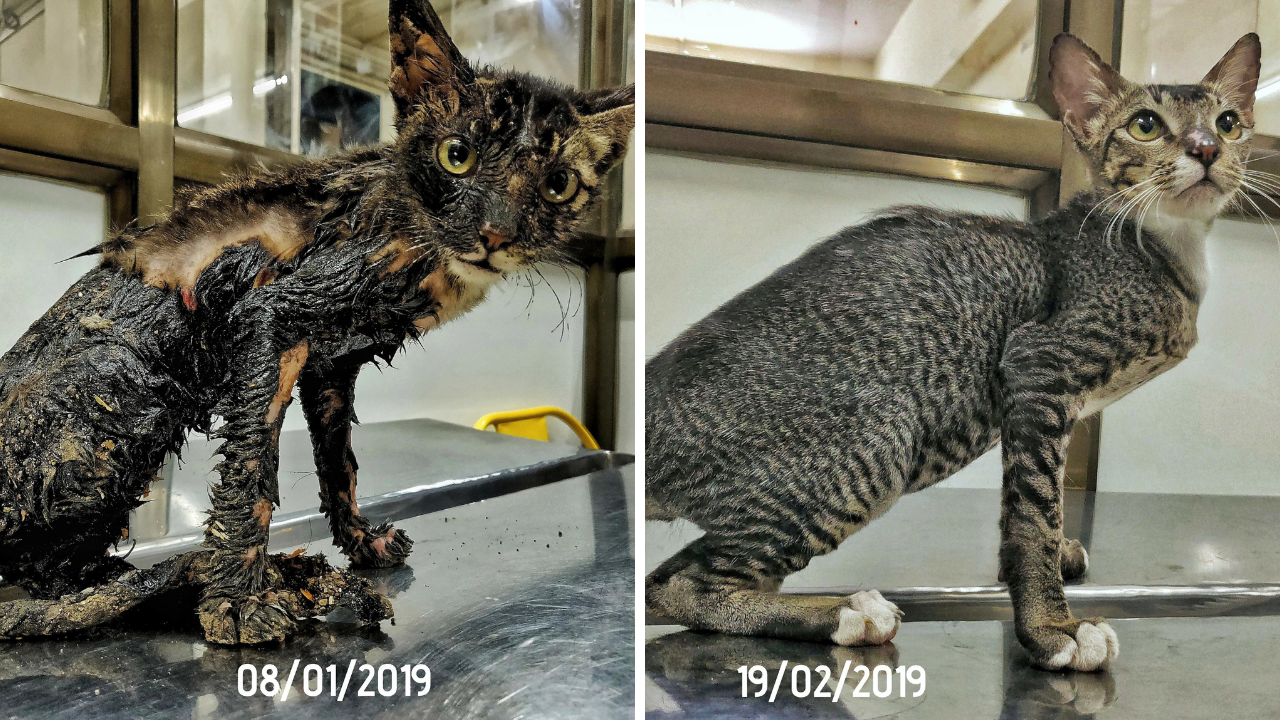 before and after adoption - cat 2