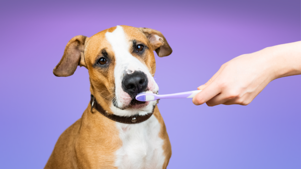 Pawp's 28-Day Dental Challenge Can Help Your Pet Live Longer