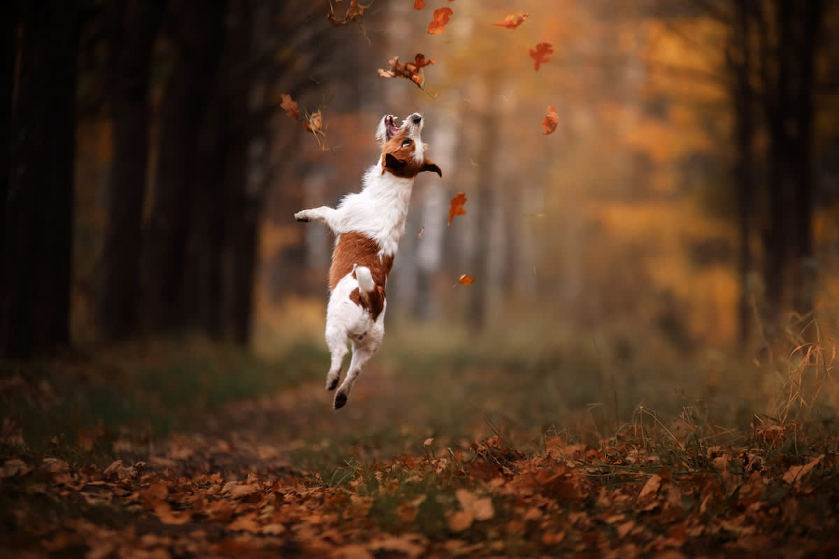 Canva - Dog Jack Russell Terrier jump