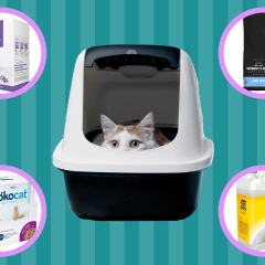 Best Cat Litter 2022: We Tested Different Cat Litters So You Don't Have To